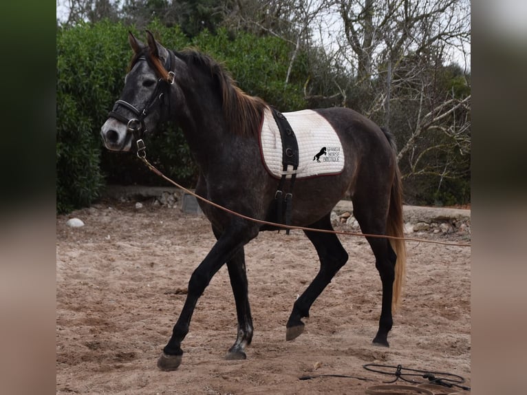 Andalusian Mare 5 years 15,1 hh Gray in Mallorca
