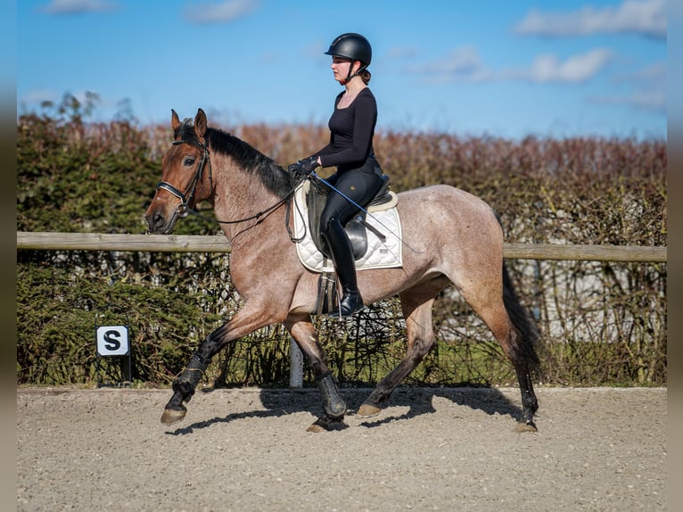 Andalusian Mare 5 years 15,1 hh Gray-Red-Tan in Neustadt (Wied)