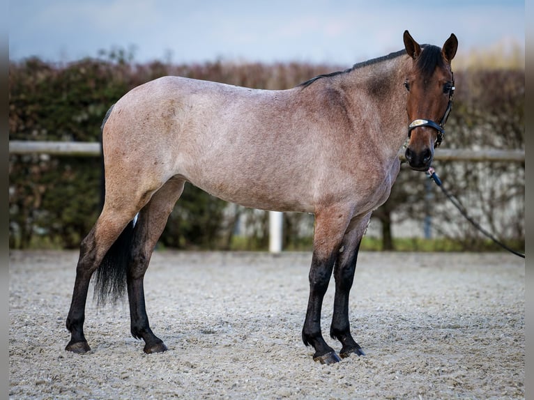 Andalusian Mare 5 years 15,1 hh Gray-Red-Tan in Neustadt (Wied)