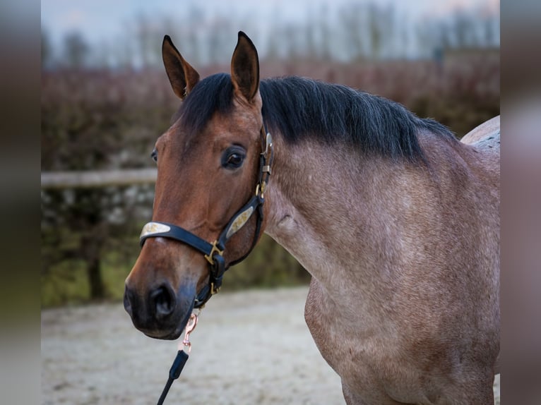 Andalusian Mare 5 years 15,1 hh Gray-Red-Tan in Neustadt (Wied)