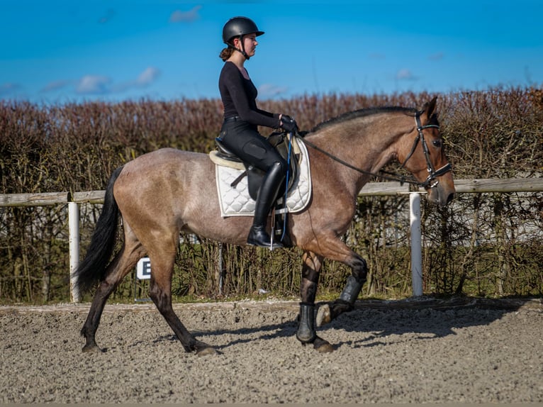 Andalusian Mare 5 years 15,1 hh Gray-Red-Tan in Neustadt (Wied)