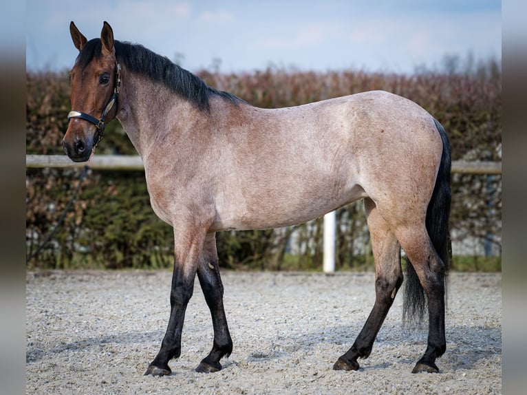 Andalusian Mare 5 years 15,1 hh Gray-Red-Tan in Neustadt (Wied)