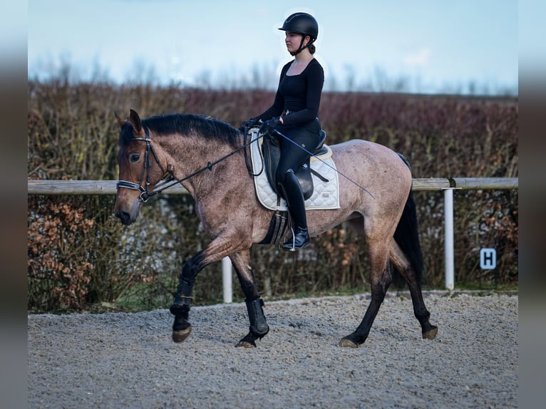 Andalusian Mare 5 years 15,1 hh Gray-Red-Tan in Neustadt (Wied)