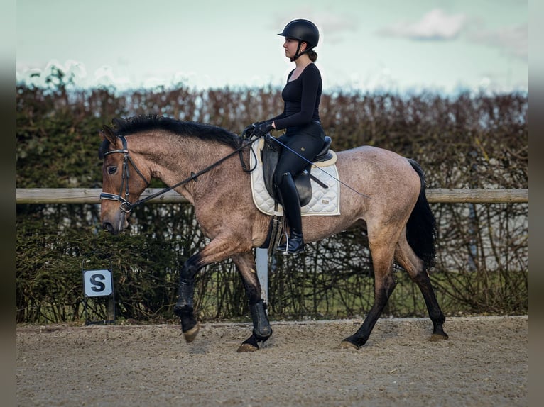 Andalusian Mare 5 years 15,1 hh Gray-Red-Tan in Neustadt (Wied)