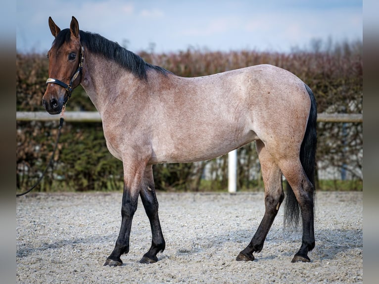 Andalusian Mare 5 years 15,1 hh Gray-Red-Tan in Neustadt (Wied)