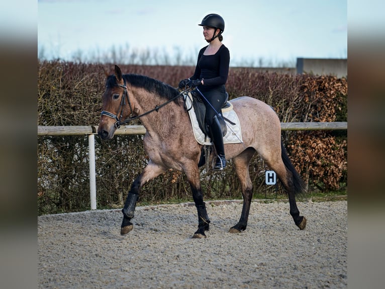 Andalusian Mare 5 years 15,1 hh Gray-Red-Tan in Neustadt (Wied)