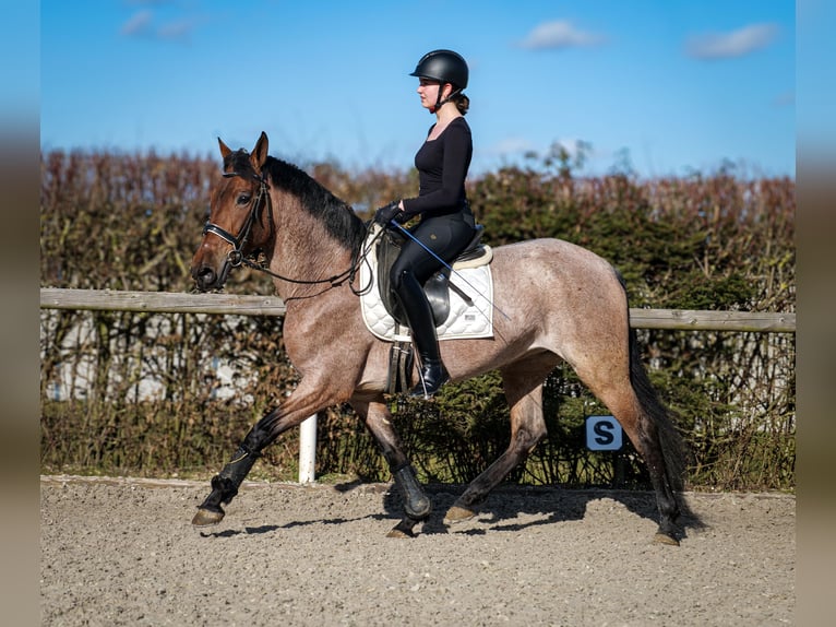 Andalusian Mare 5 years 15,1 hh Gray-Red-Tan in Neustadt (Wied)