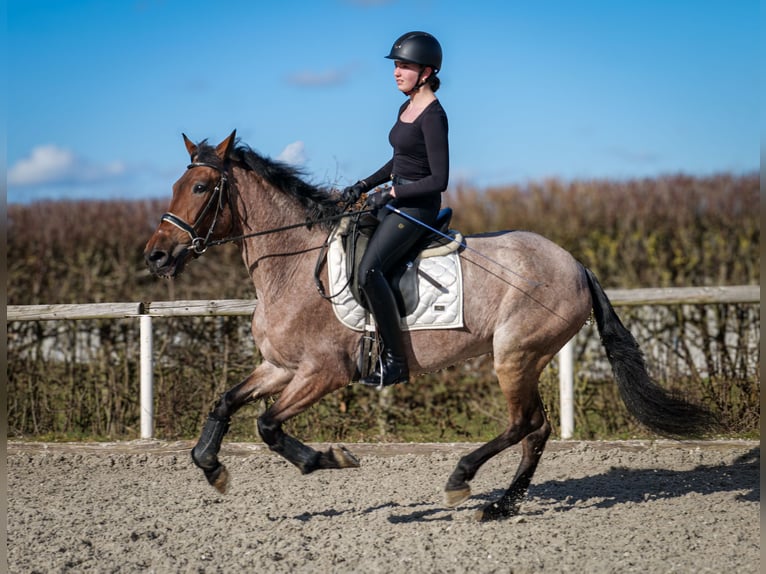 Andalusian Mare 5 years 15,1 hh Gray-Red-Tan in Neustadt (Wied)