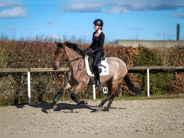 Andalusian Mare 5 years 15,1 hh Gray-Red-Tan in Neustadt (Wied)