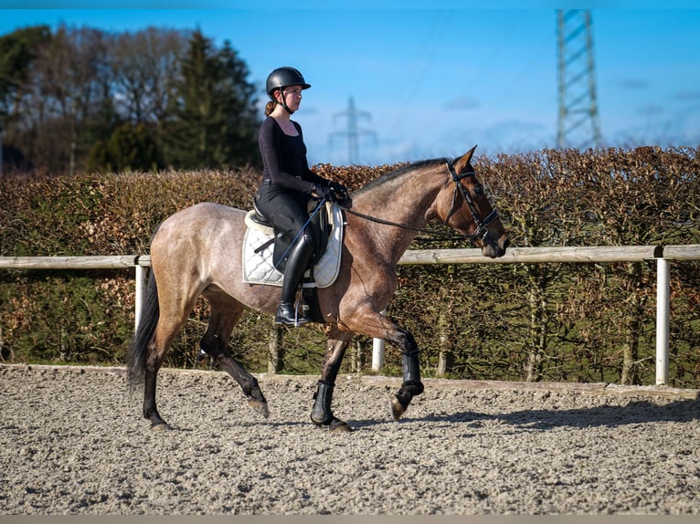 Andalusian Mare 5 years 15,1 hh Gray-Red-Tan in Neustadt (Wied)