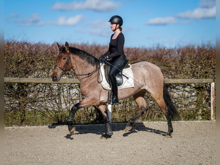 Andalusian Mare 5 years 15,1 hh Gray-Red-Tan in Neustadt (Wied)