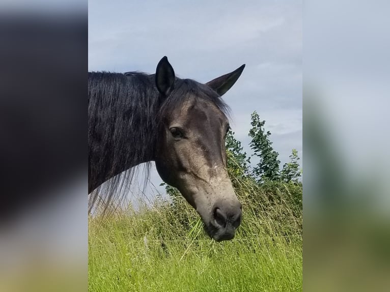 Andalusian Mix Mare 5 years 15,1 hh Grullo in Benissa