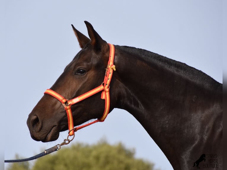 Andalusian Mare 5 years 15,2 hh Black in Menorca