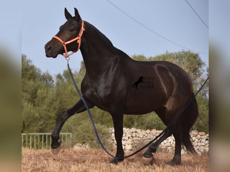 Andalusian Mare 5 years 15,2 hh Black in Menorca