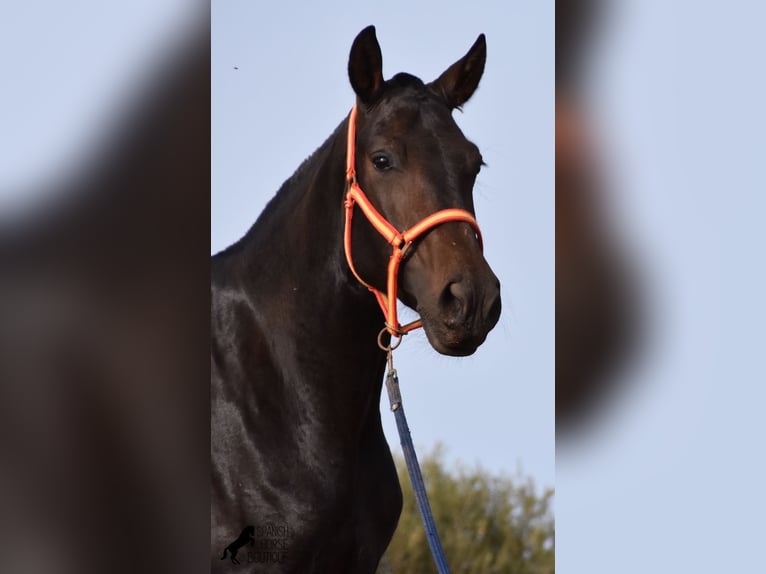 Andalusian Mare 5 years 15,2 hh Black in Menorca