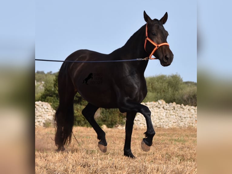 Andalusian Mare 5 years 15,2 hh Black in Menorca