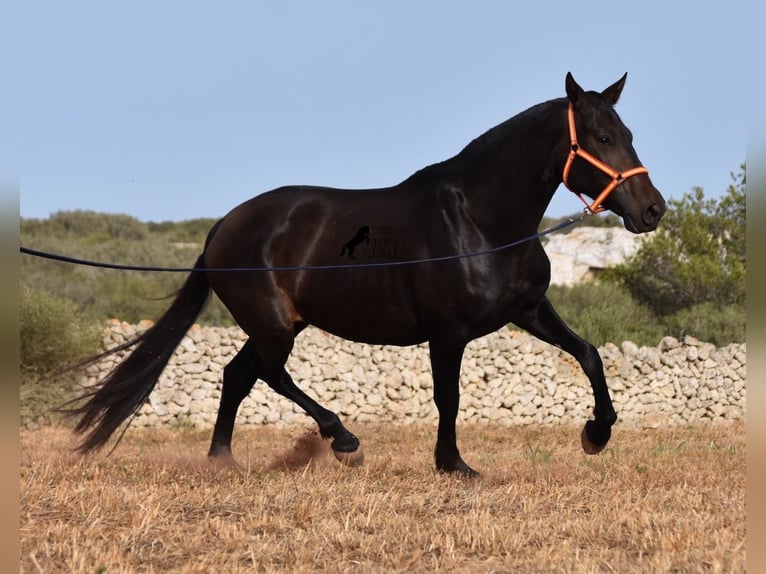 Andalusian Mare 5 years 15,2 hh Black in Menorca