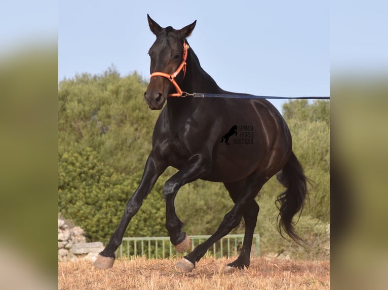 Andalusian Mare 5 years 15,2 hh Black in Menorca