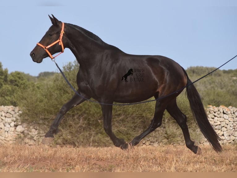 Andalusian Mare 5 years 15,2 hh Black in Menorca