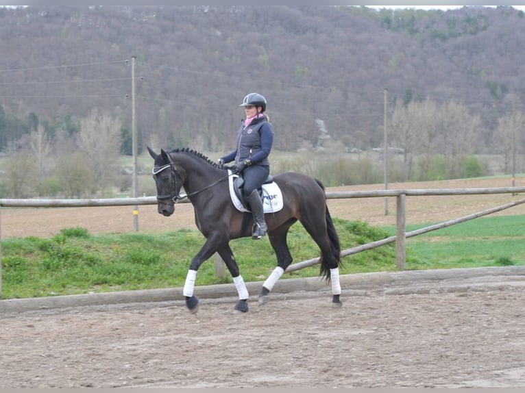 Andalusian Mare 5 years 15,2 hh Black in Wellheim