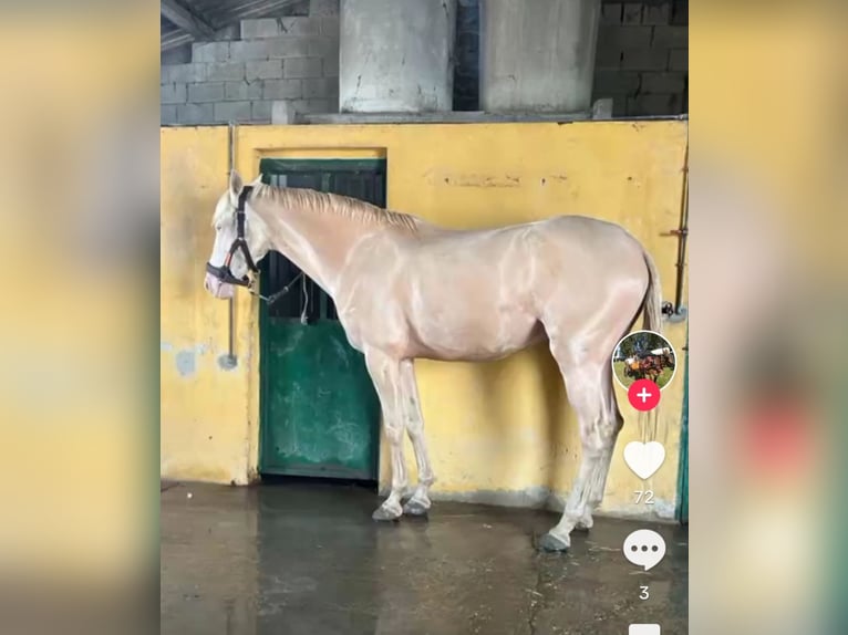 Andalusian Mare 5 years 15,2 hh Cremello in Waldeck