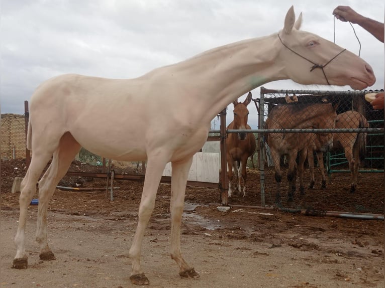 Andalusian Mare 5 years 15,2 hh Cremello in Waldeck