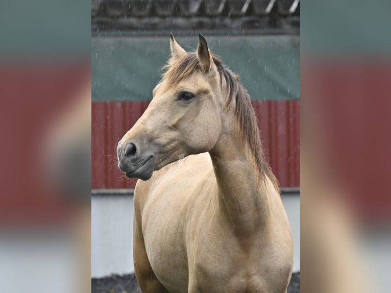 Andalusian Mare 5 years 15,2 hh Dun in Provinz Malaga