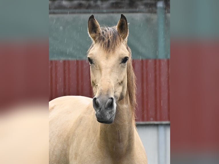 Andalusian Mare 5 years 15,2 hh Dun in Provinz Malaga