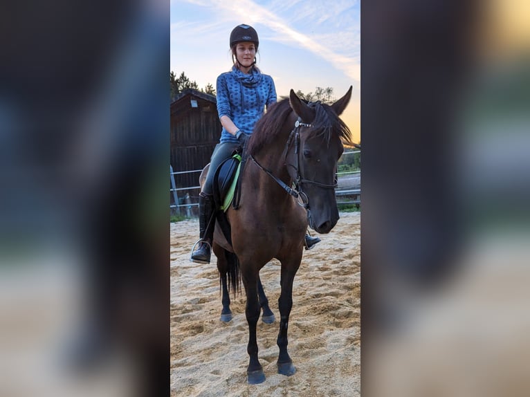 Andalusian Mare 5 years 15,2 hh in Pfarrkirchen