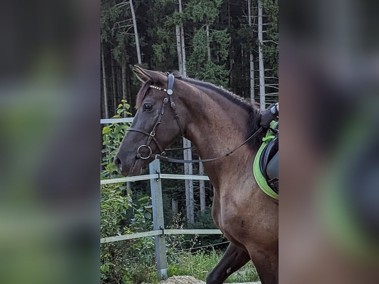 Andalusian Mare 5 years 15,2 hh in Pfarrkirchen