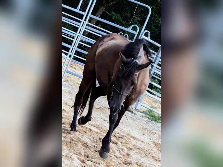 Andalusian Mare 5 years 15,2 hh in Pfarrkirchen