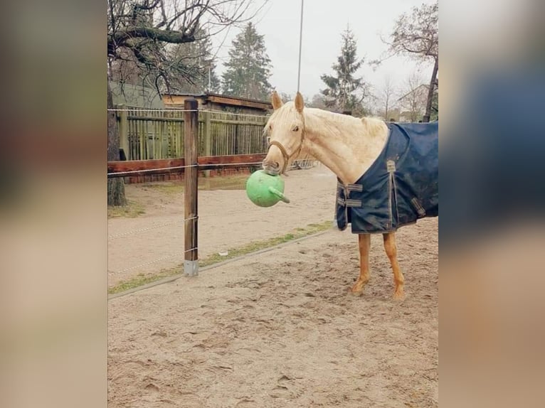 Andalusian Mare 5 years 15,2 hh Palomino in Darmstadt