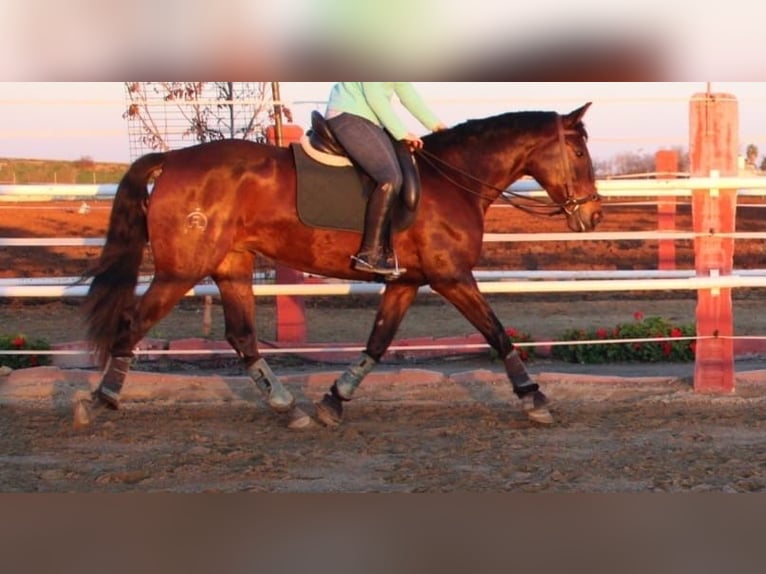 Andalusian Mare 5 years 15,3 hh Bay in Sevilla