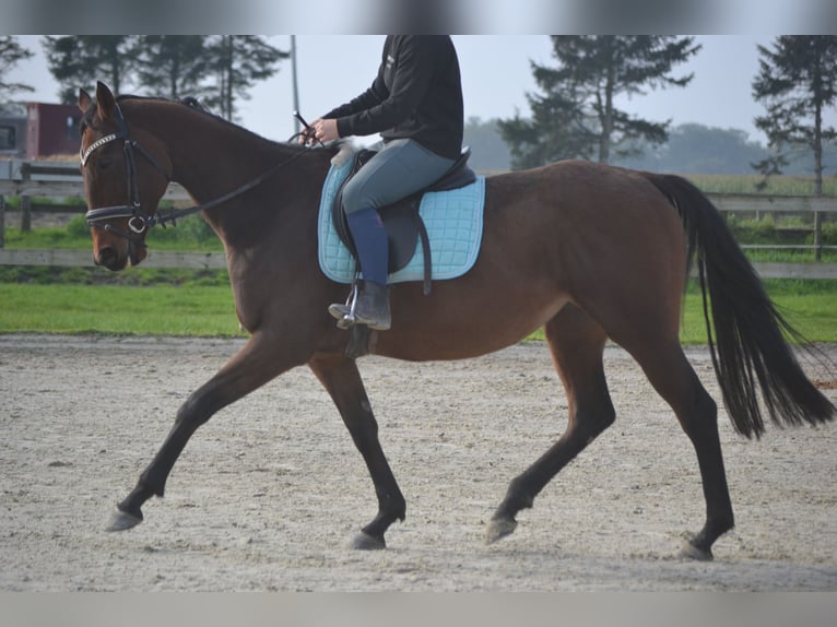 Andalusian Mare 5 years 15,3 hh Brown in Breda