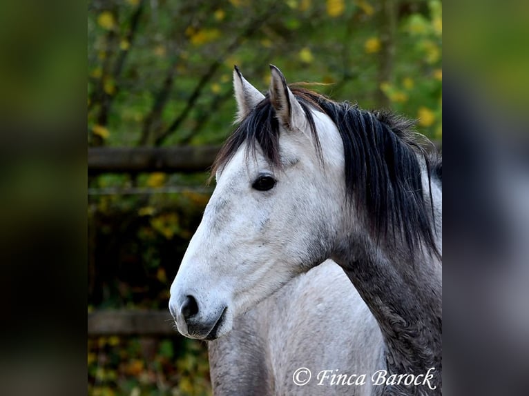 Andalusian Mare 5 years 15,3 hh Gray in Wiebelsheim
