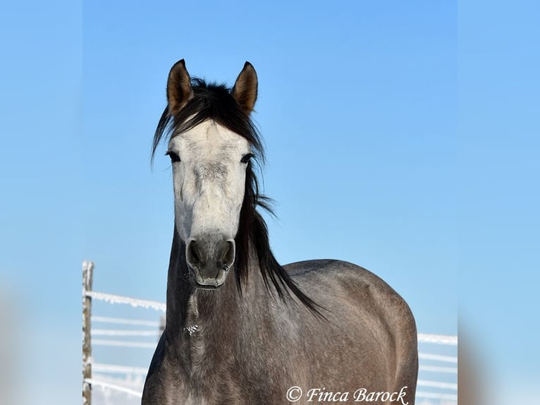 Andalusian Mare 5 years 15,3 hh Gray in Wiebelsheim