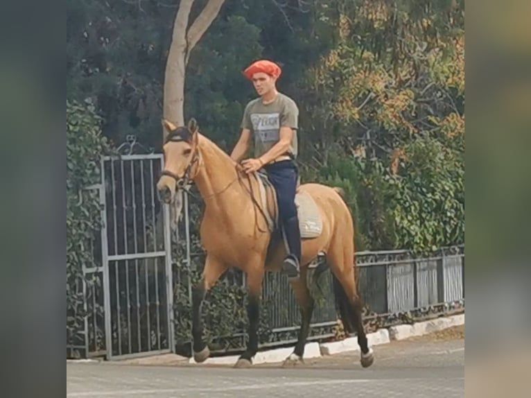 Andalusian Mare 5 years 15 hh Dun in Adra Almeria Andalusian Mare 5 years 15 hh Dun in Adra Almeria