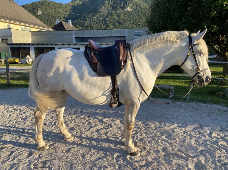 Andalusian Mix Mare 5 years 15 hh Grey-Dapple in Scharnstein