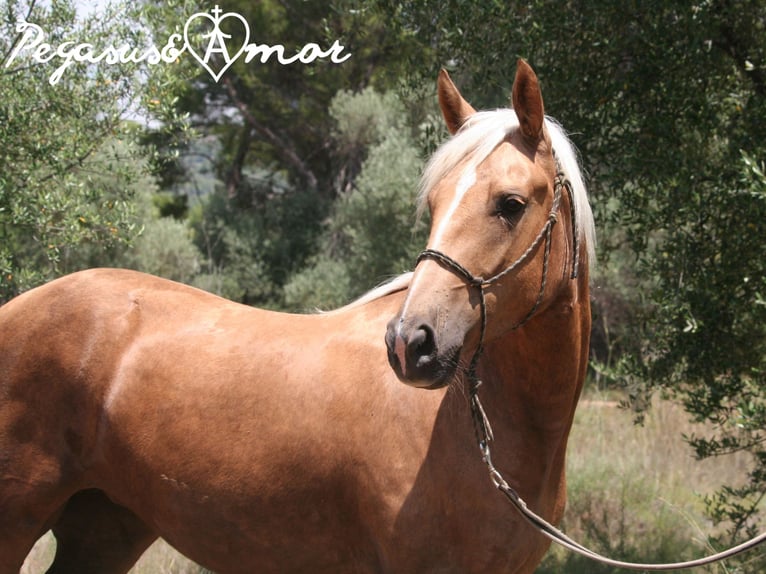 Andalusian Mare 5 years 15 hh Palomino in Valencia