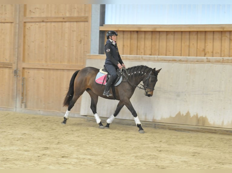 Andalusian Mare 5 years 15,1 hh Bay-Dark in Wellheim