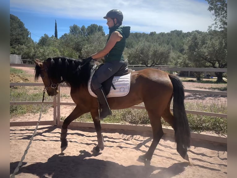 Andalusian Mix Mare 5 years 15,1 hh Brown in Valencia