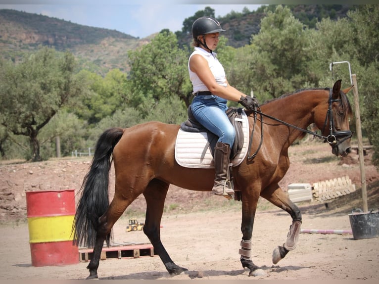 Andalusian Mix Mare 5 years 15,1 hh Brown in Valencia