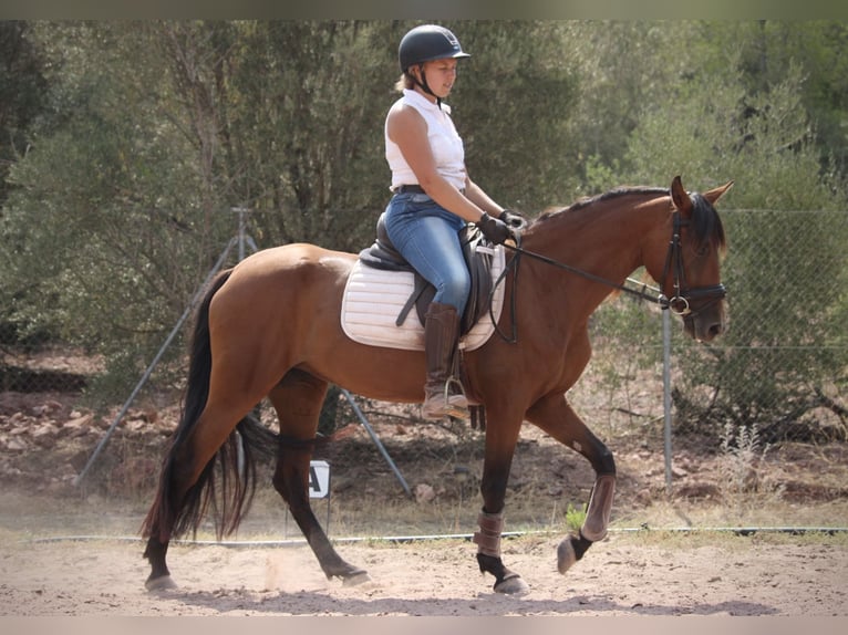 Andalusian Mix Mare 5 years 15,1 hh Brown in Valencia