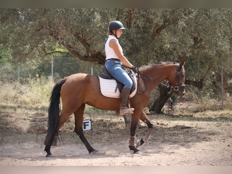 Andalusian Mix Mare 5 years 15,1 hh Brown in Valencia