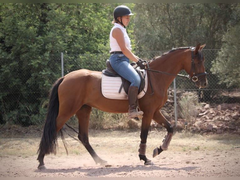 Andalusian Mix Mare 5 years 15,1 hh Brown in Valencia