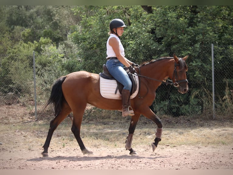 Andalusian Mix Mare 5 years 15,1 hh Brown in Valencia