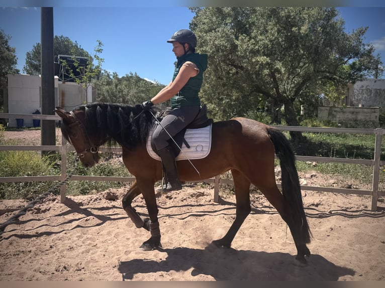 Andalusian Mix Mare 5 years 15,1 hh Brown in Valencia