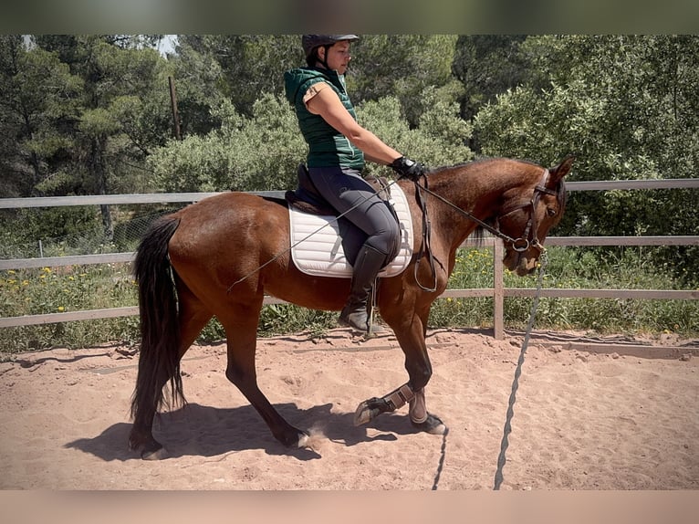 Andalusian Mix Mare 5 years 15,1 hh Brown in Valencia