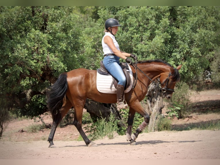 Andalusian Mix Mare 5 years 15,1 hh Brown in Valencia