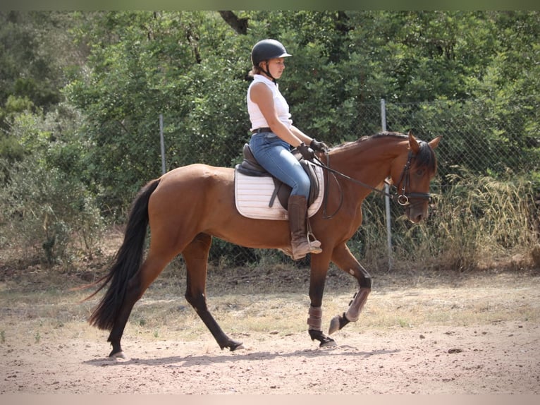 Andalusian Mix Mare 5 years 15,1 hh Brown in Valencia